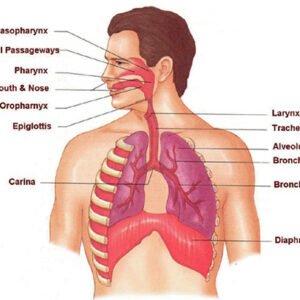 Bronchial Asthma Disease and His Homeopathy Medicines